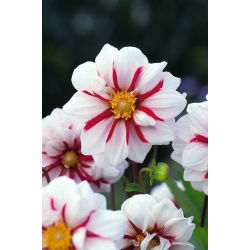 Dalia anemonowa Fire and Ice - 1 karpa