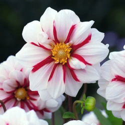 Dalia anemonowa Fire and Ice - 1 karpa