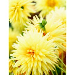 Dalia kaktusowa żółta - Dahlia cactus Yellow