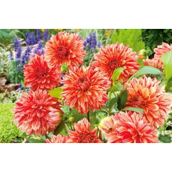 Dalia - Pippi