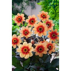 Dalia Sunshine - 1 karpa