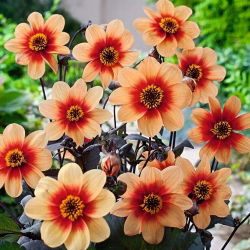 Dalia Sunshine - 1 karpa