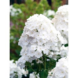 Floks (Phlox) - Płomyk wiechowaty biały - 1 kłącze