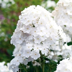Floks (Phlox) - Płomyk wiechowaty biały - 1 kłącze