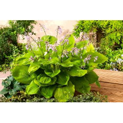Funkia - Hosta Sum and Substance - 1 kłącze
