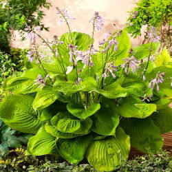 Funkia - Hosta Sum and Substance - 1 kłącze