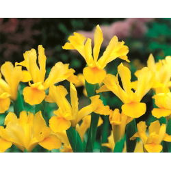 Irys holenderski - Golden Harvest - 10 sztuk