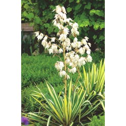 Juka karolińska - Yucca Golden Sword - 1 kłącze