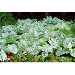 Kaladium - Candidum - biały