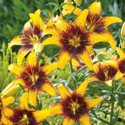 Lilia Yellow & Brown - 1 cebulka