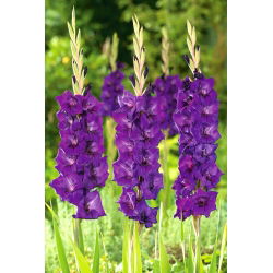 Mieczyk Purple Flora - 5 cebul