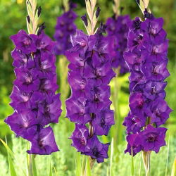 Mieczyk Purple Flora - 5 cebul