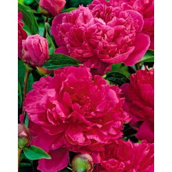 Piwonia, Paeonia - Felix Crouse - 1 kłącze