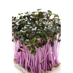 Nasiona na kiełki kapusta głowiasta czerwona