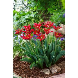Tulipan Eye Catcher - opak. 5 szt.