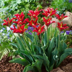 Tulipan Eye Catcher - opak. 5 szt.