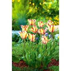 Tulipan Flaming Parrot - opak. 5 szt.