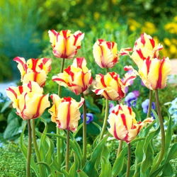 Tulipan Flaming Parrot - opak. 5 szt.