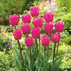 Tulipan różowy Rose - 5 cebulek