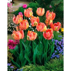 Tulipan Salmon Parrot - 5 szt.