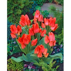 Tulipan Toronto - 5 cebulek