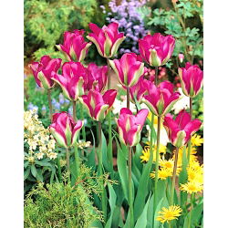 Tulipan Violet Bird - opak. 5 szt.