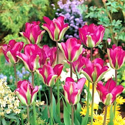 Tulipan Violet Bird - opak. 5 szt.