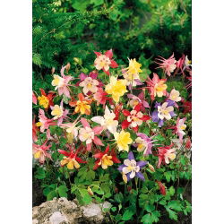 Orlik niski - 700 nasion