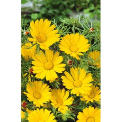 Kladantus - 320 nasion