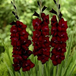 Gladiolus - Mieczyk Black Surprise - 5 cebulek