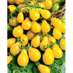 Pomidor wysoki żółty Yellow Pearshaped - 120 nasion