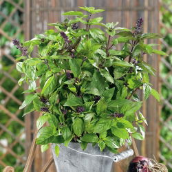 Bazylia cynamonowa - 325 nasion