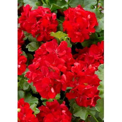 Pelargonia czerwona - 10 nasion