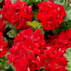 Pelargonia czerwona - 10 nasion