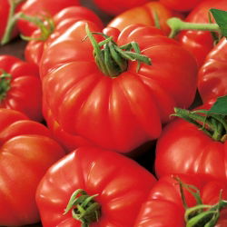 Pomidor Marmande - 200 nasion