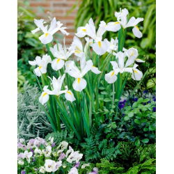 Irys holenderski White Excelsior - 10 cebulek