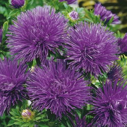 Aster chiński igiełkowy fioletowy - 500 nasion
