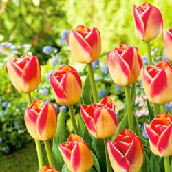 Tulipan Candy Corner - opak. 5 szt.