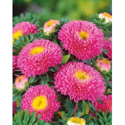 Aster chiński pomponowy różowy - 500 nasion