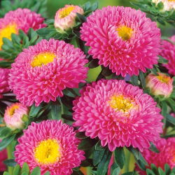 Aster chiński pomponowy różowy - 500 nasion