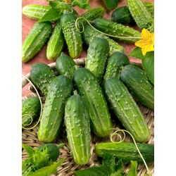 Ogórek gruntowy korniszon Anulka F1- nasiona otoczkowane - 50 nasion
