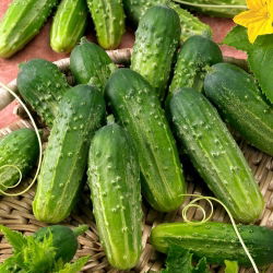 Ogórek gruntowy korniszon Anulka F1- nasiona otoczkowane - 50 nasion