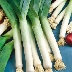 Por Golem - odporny na chłody, wyrazisty smak i aromat - 320 nasion