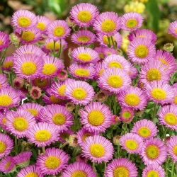 Erigeron - lilaróżowy, oryginalny kwiat