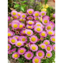 Erigeron - lilaróżowy, oryginalny kwiat
