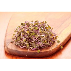 Nasiona na kiełki - Rzodkiewka CHINA ROSE - 100 g