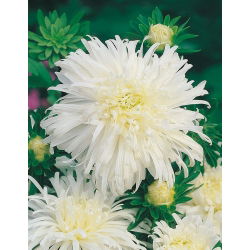 Aster chryzantemowy biały