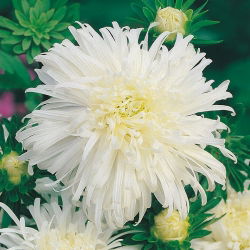 Aster chryzantemowy biały