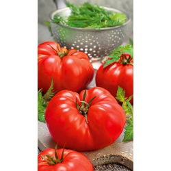 Pomidor Gigant