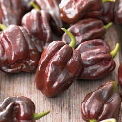 Papryka Habanero Chocolate - ostra, ciemnobrązowa